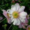 Anemone x hybrida